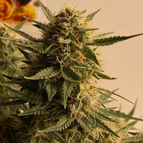 Colombian Gold #1 growlog photo: Feito a Defoliação final antes de passar a faca