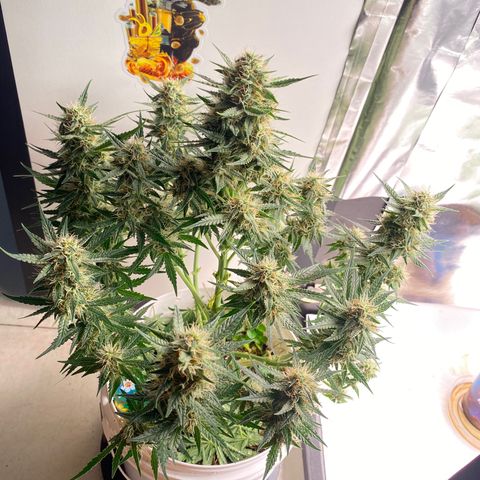 Colombian Gold #1 growlog photo: Feito a Defoliação final antes de passar a faca