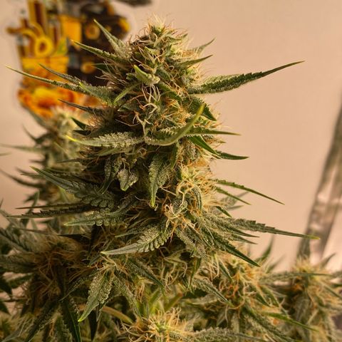 Colombian Gold #1 growlog photo: Feito a Defoliação final antes de passar a faca