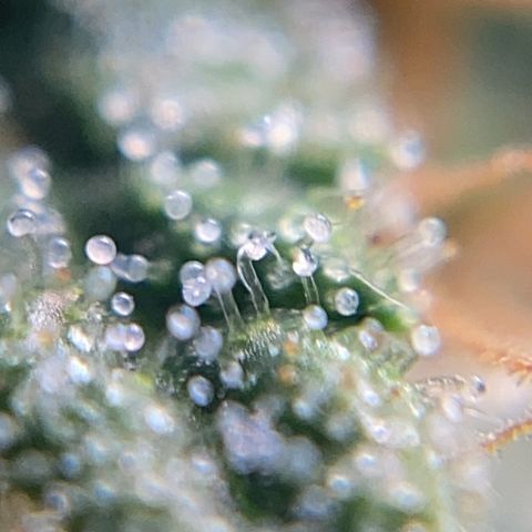 Colombian Gold #1 growlog timeline photo