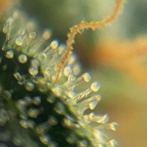 Colombian Gold #1 growlog timeline photo