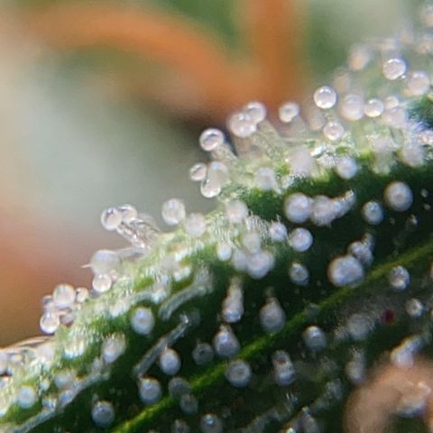 Colombian Gold #1 growlog timeline photo