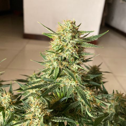 Colombian Gold #1 growlog timeline photo