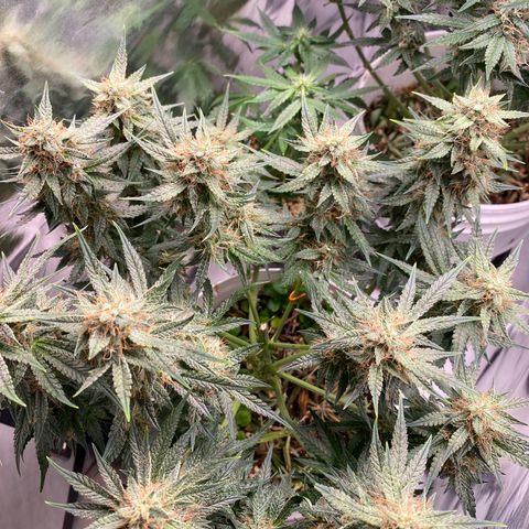 Colombian Gold #1 growlog photo: Cortei o topo

5g molhado (somente o bud

Estava com princípio de mofo