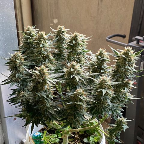 Colombian Gold #1 growlog photo: Antes de colher 