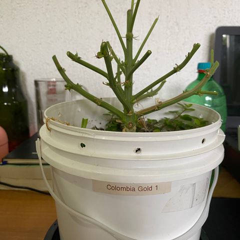 Colombian Gold #1 growlog photo: 148g antes de trimar 
134g após 
