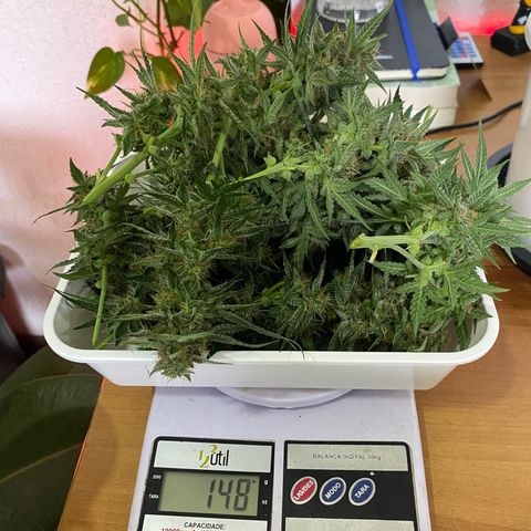 Colombian Gold #1 growlog photo: 148g antes de trimar 
134g após 