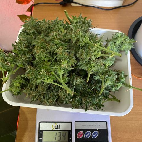 Colombian Gold #1 growlog photo: 148g antes de trimar 
134g após 