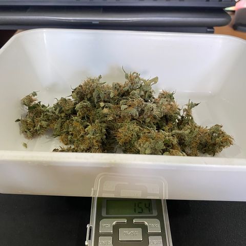 Colombian Gold #1 growlog photo: 15.4g de pipoquinhas
14.30g de bud (em média 1g cada 

2.8g de galhos