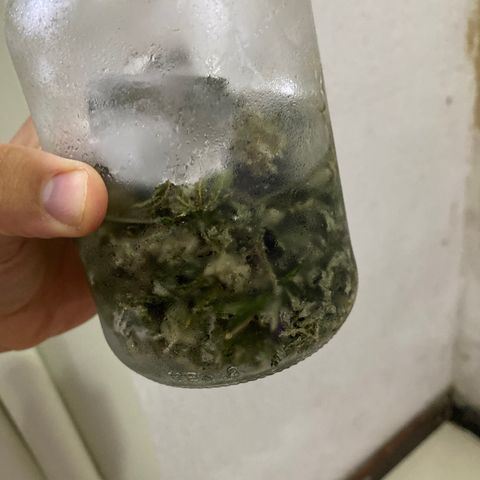Colombian Gold #1 growlog photo: 1g de ice 
(Folhas da trima +3g de pipoquinha)