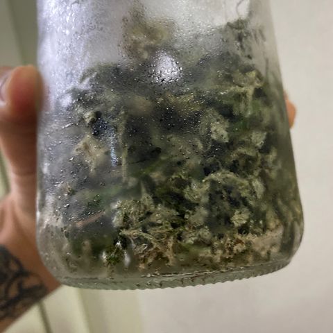 Colombian Gold #1 growlog photo: 1g de ice 
(Folhas da trima +3g de pipoquinha)