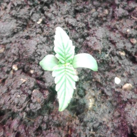 Auto Northern Lights growlog timeline photo