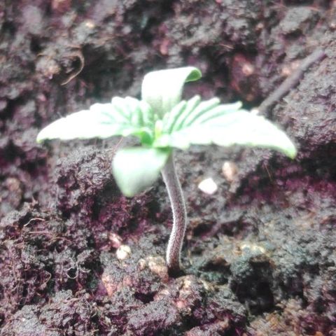 Auto Northern Lights growlog timeline photo
