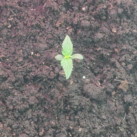 Auto Northern Lights growlog timeline photo
