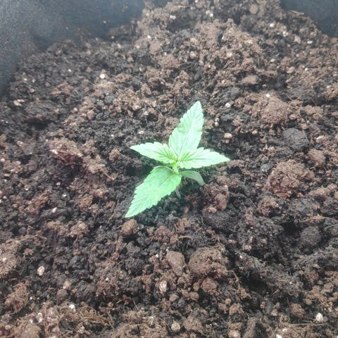 Auto Northern Lights growlog timeline photo
