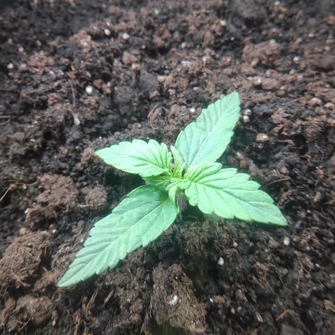 Auto Northern Lights growlog timeline photo