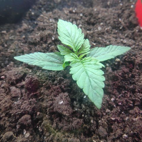 Auto Northern Lights growlog photo: ?