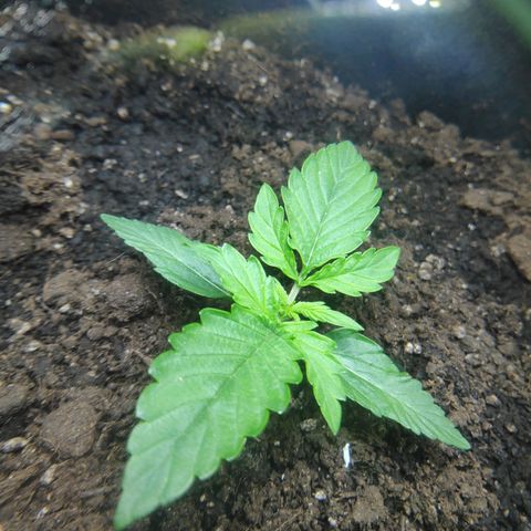 Auto Northern Lights growlog timeline photo