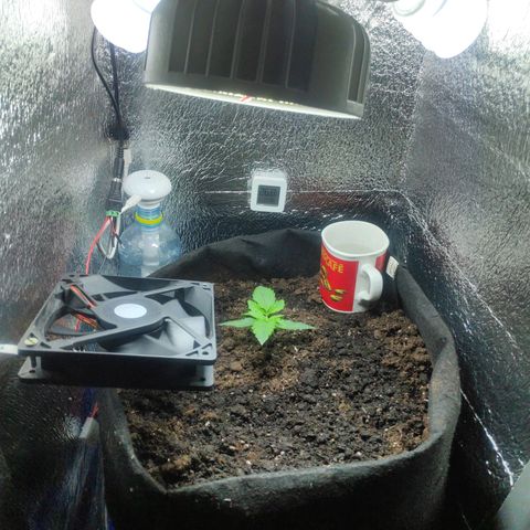 Auto Northern Lights growlog timeline photo