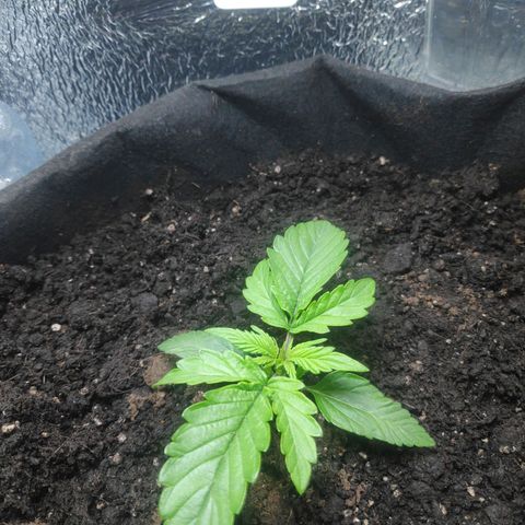 Auto Northern Lights growlog timeline photo