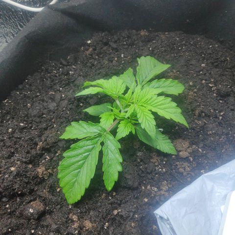 Auto Northern Lights growlog timeline photo