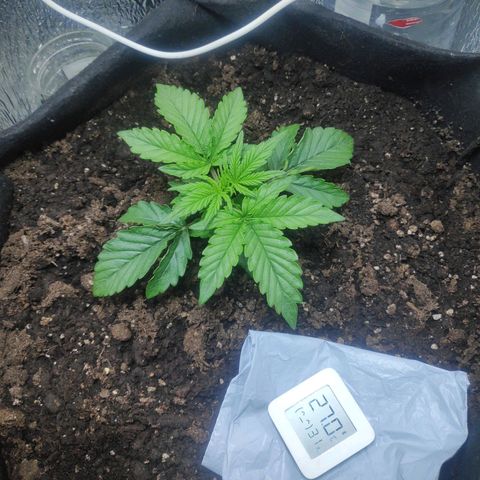 Auto Northern Lights growlog timeline photo