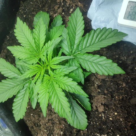 Auto Northern Lights growlog timeline photo