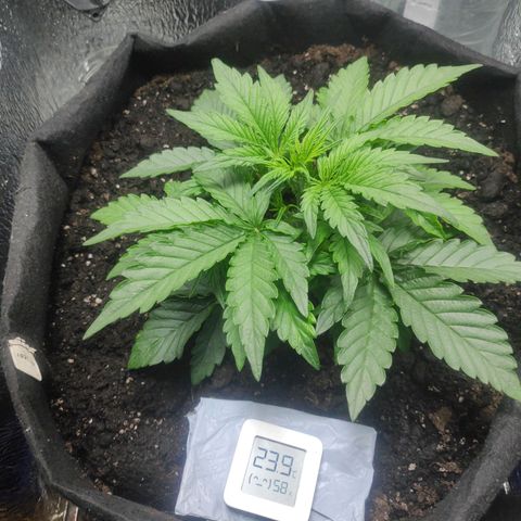Auto Northern Lights growlog timeline photo