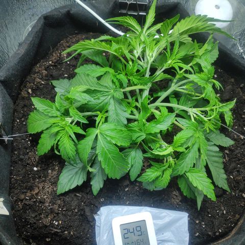 Auto Northern Lights growlog photo: First LST