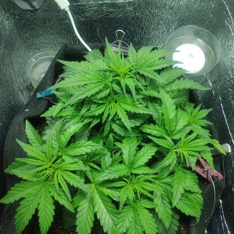 Auto Northern Lights growlog timeline photo