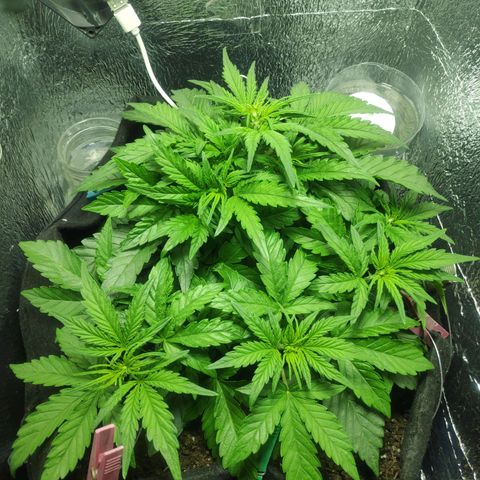Auto Northern Lights growlog timeline photo