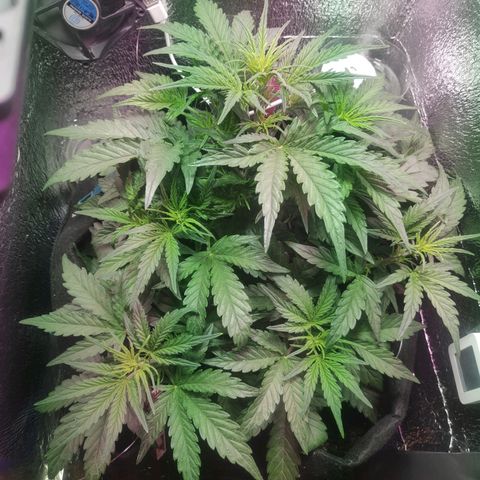 Auto Northern Lights growlog timeline photo