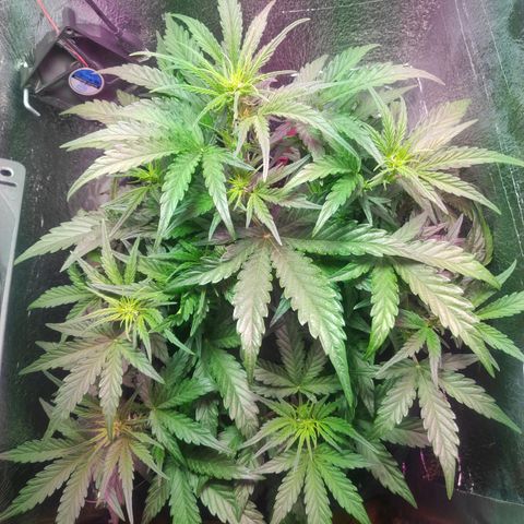 Auto Northern Lights growlog timeline photo