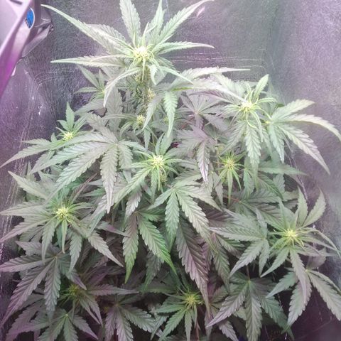 Auto Northern Lights growlog timeline photo