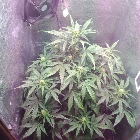 Auto Northern Lights growlog timeline photo