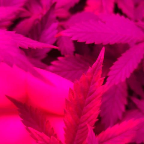 Kush auto growlog photo: Entrando na 6a semana de flora
Cultivo