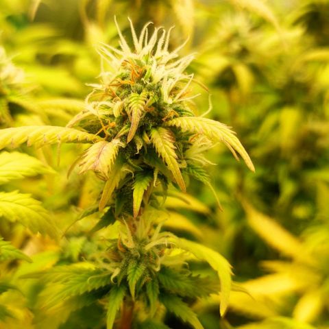 Kush auto growlog photo: Entrando na 6a semana de flora
Cultivo