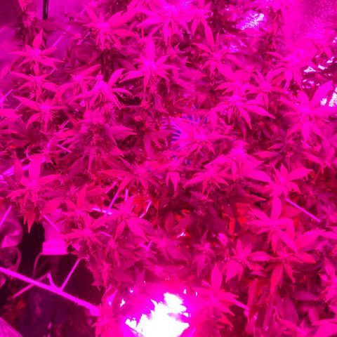Kush auto growlog photo: Entrando na 6a semana de flora
Cultivo