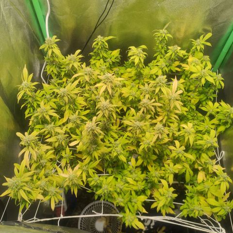 Kush auto growlog photo: 02 BSFs Critical - End of 6th flowering week