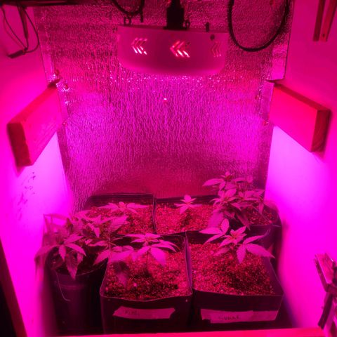 Kush auto growlog timeline photo