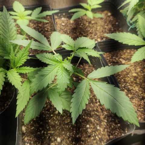 Kush auto growlog photo: Poda FIM