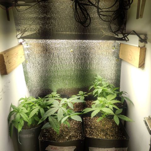 Kush auto growlog photo: Pós Flowermind e geral e poda FIM na sugar