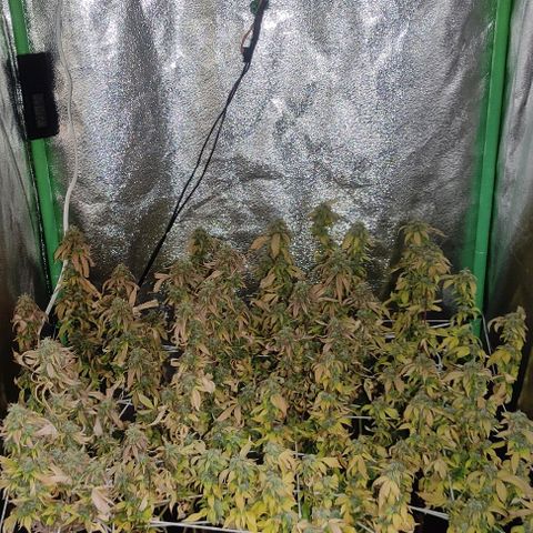 OBG Kush fem #1 growlog photo: Finalizando e cortando