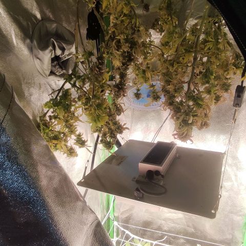 OBG Kush fem #1 growlog photo: Finalizando e cortando