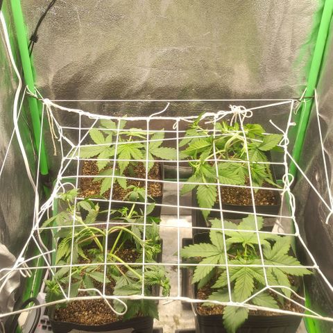 Kush auto growlog photo: Moved to Tend env