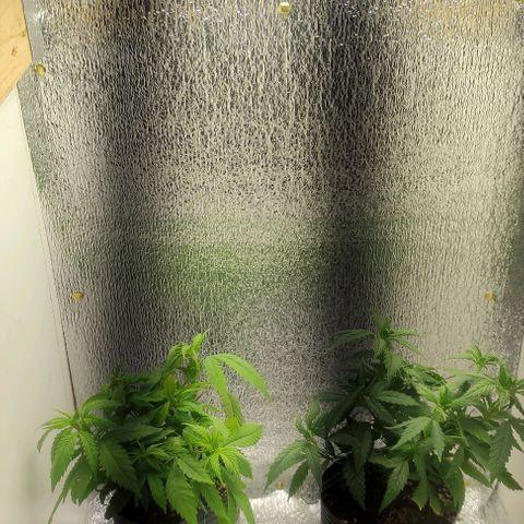 OBG Kush Clone growlog photo: Alone in the box