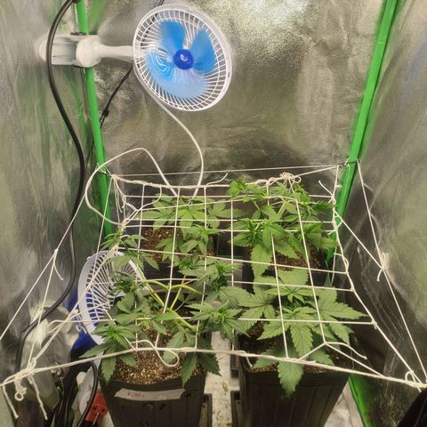 Kush auto growlog timeline photo