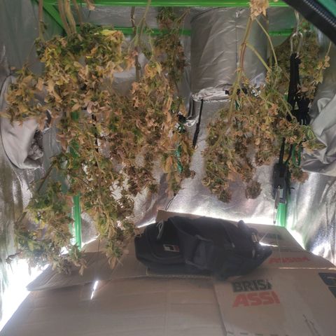 Kush auto growlog photo: Drying babies
