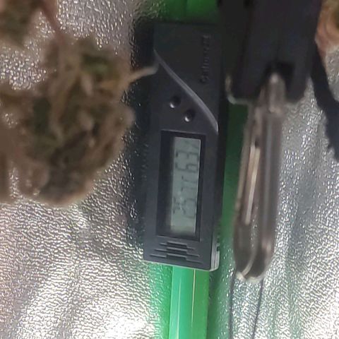 Kush auto growlog timeline photo