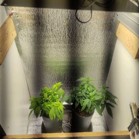 OBG Kush Clone growlog timeline photo